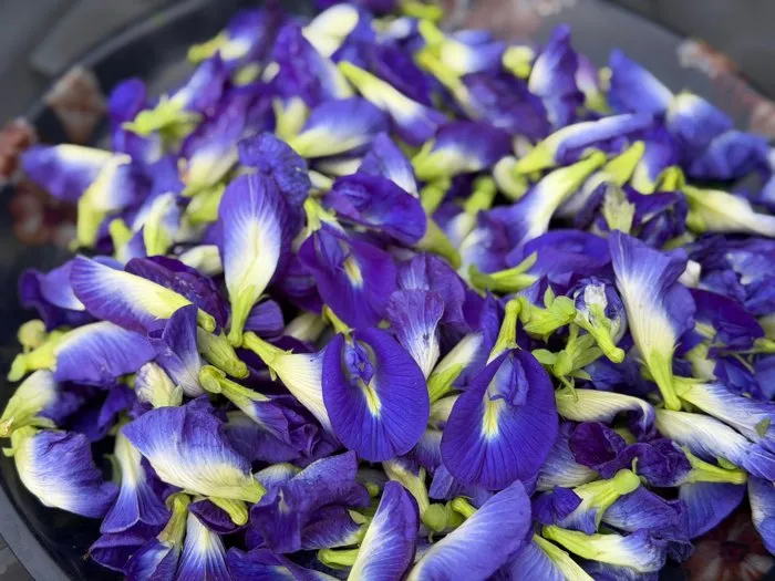 Freshly picked butterfly pea flowers