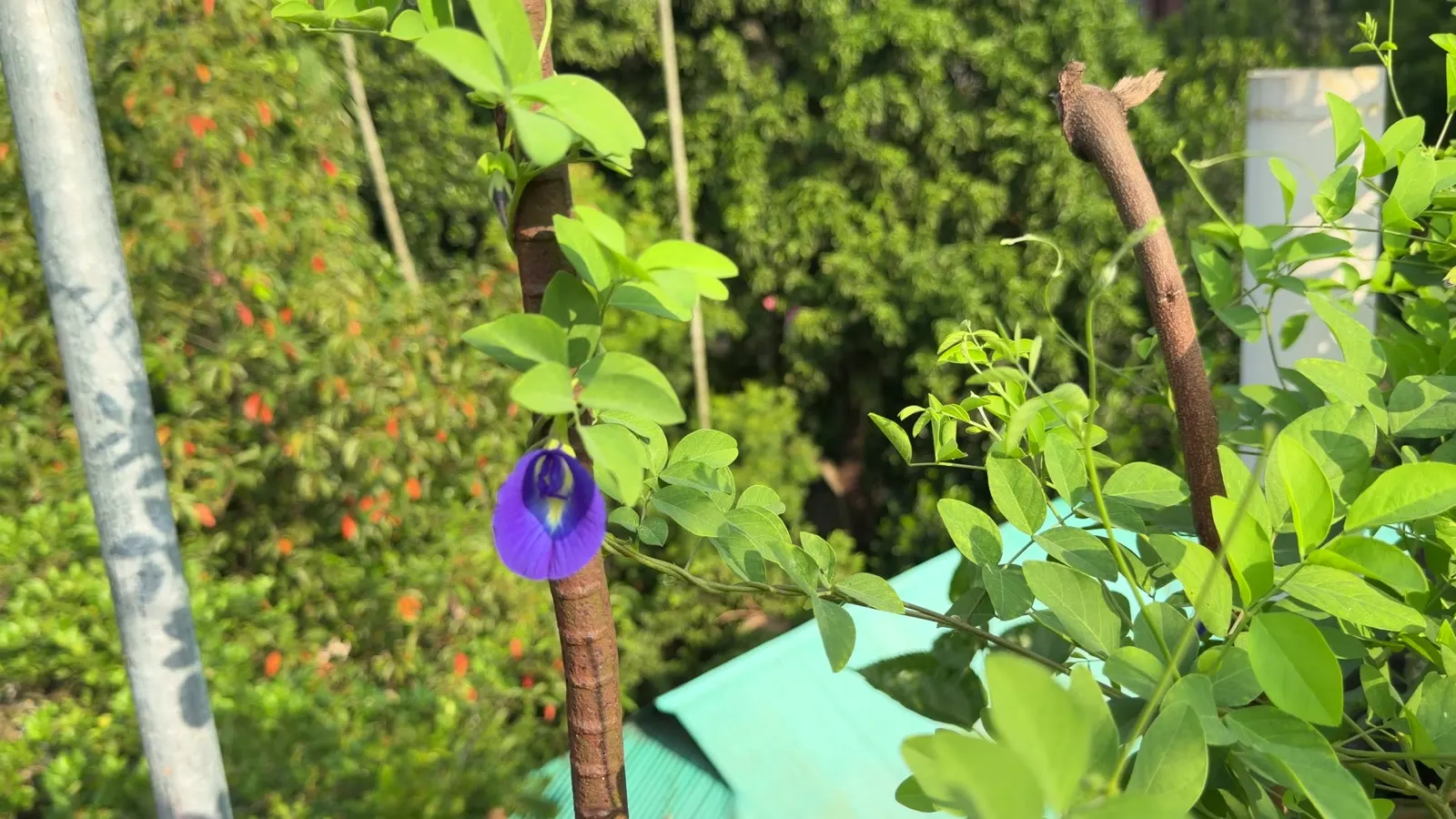 A butterfly pea flower on the vine