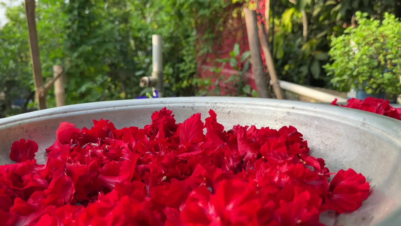 A bowl of freshly picked red hibiscus petals