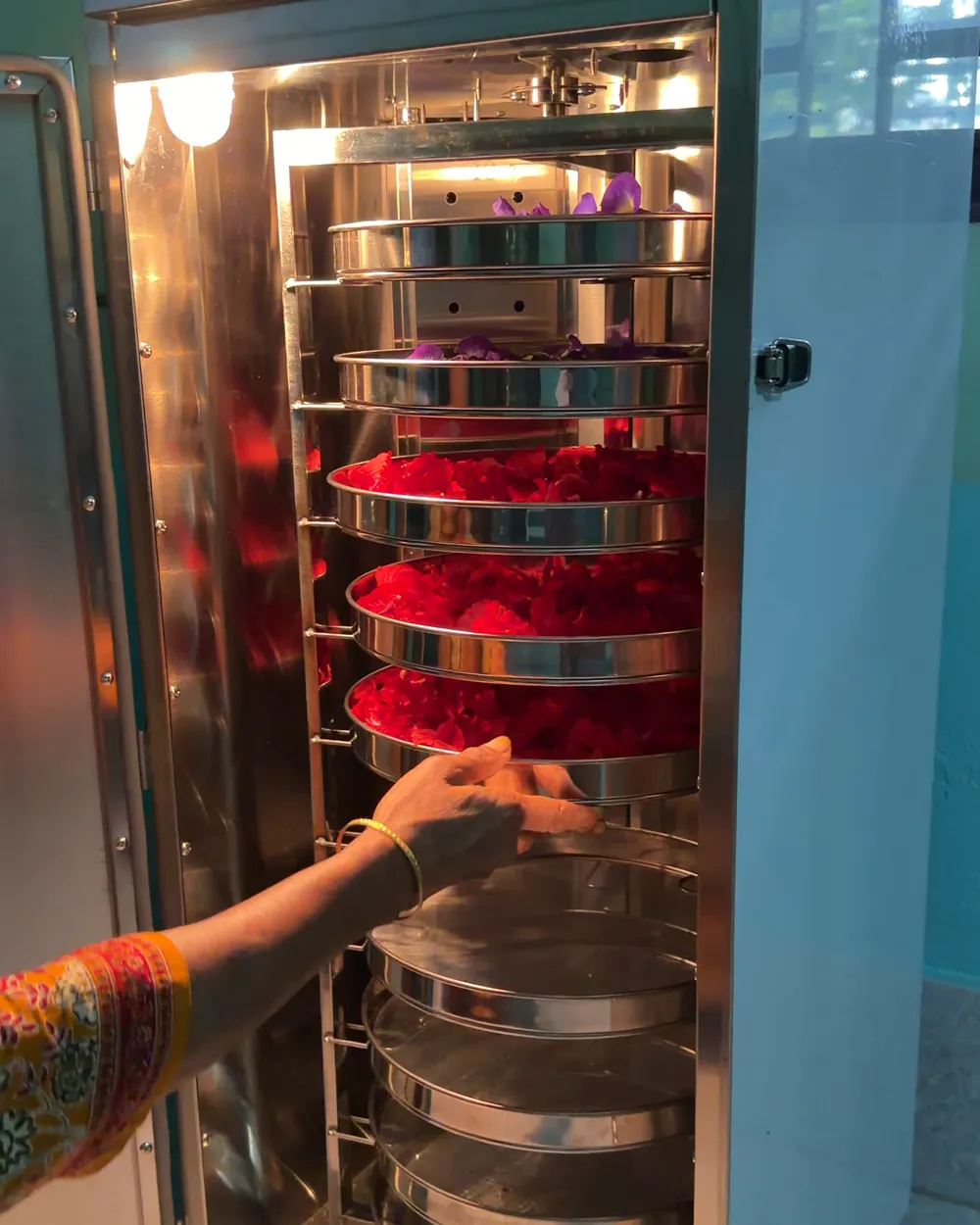 Hibiscus petals on trays in a low-heat drying machine