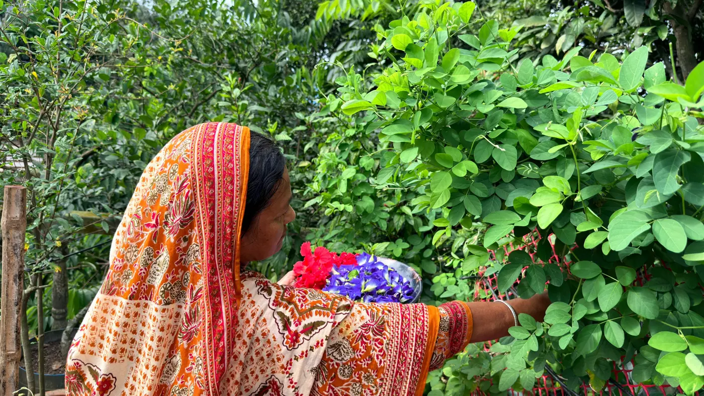 My mother picking butterfly pea flowers in her rooftop garden, a plate of blue and red flowers in her hand