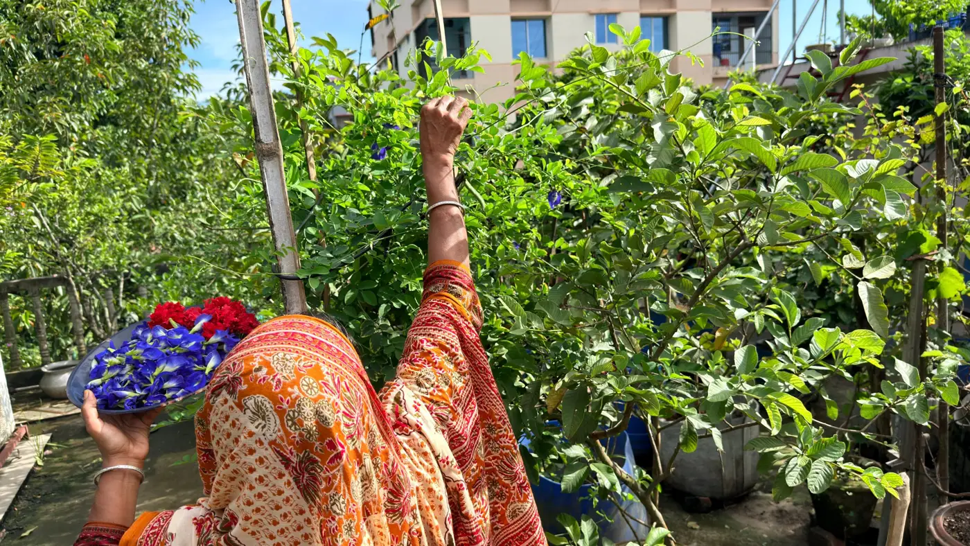 Picking butterfly pea flowers by hand on the rooftop